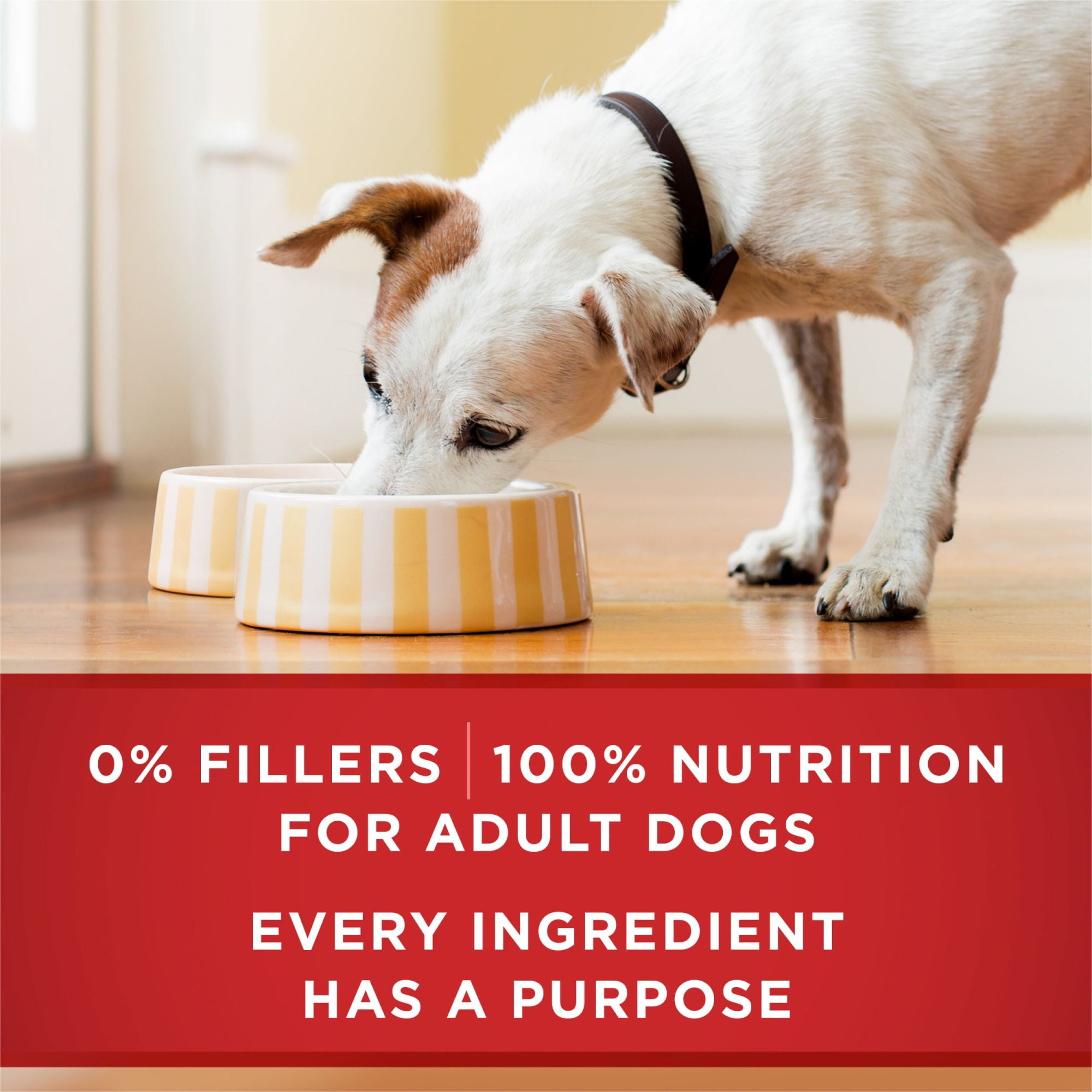 Purina ONE Real Beef &amp; Chicken Wet Dog Food Variety Pack13 oz Can (6 Pack)