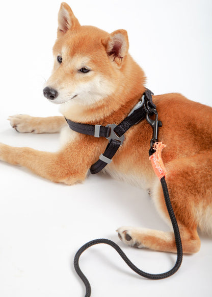 Touchdog &