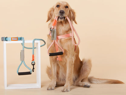 Touchdog &