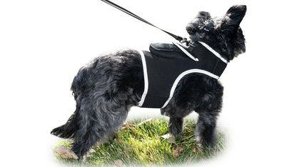 Wireless GPS Pet Chip Tracker for Realtime Pet Surveillance Security Size:XL