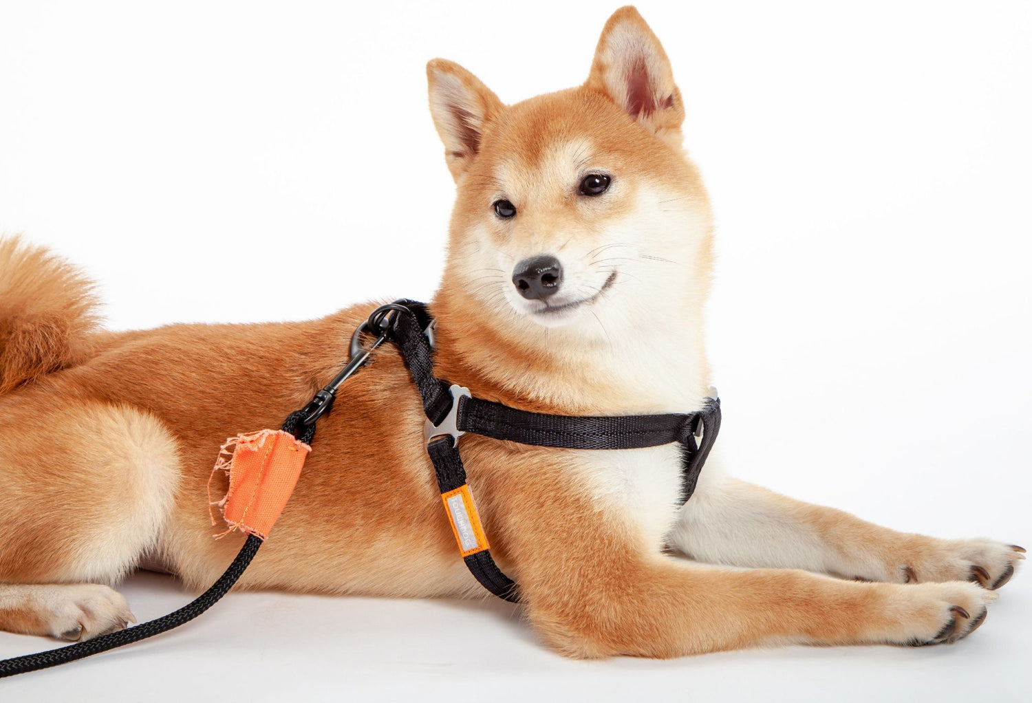 Touchdog &