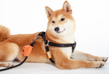 Touchdog &