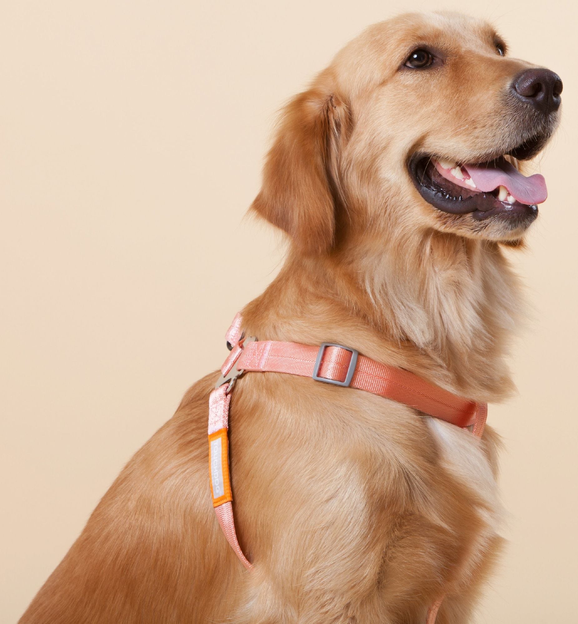 Touchdog &
